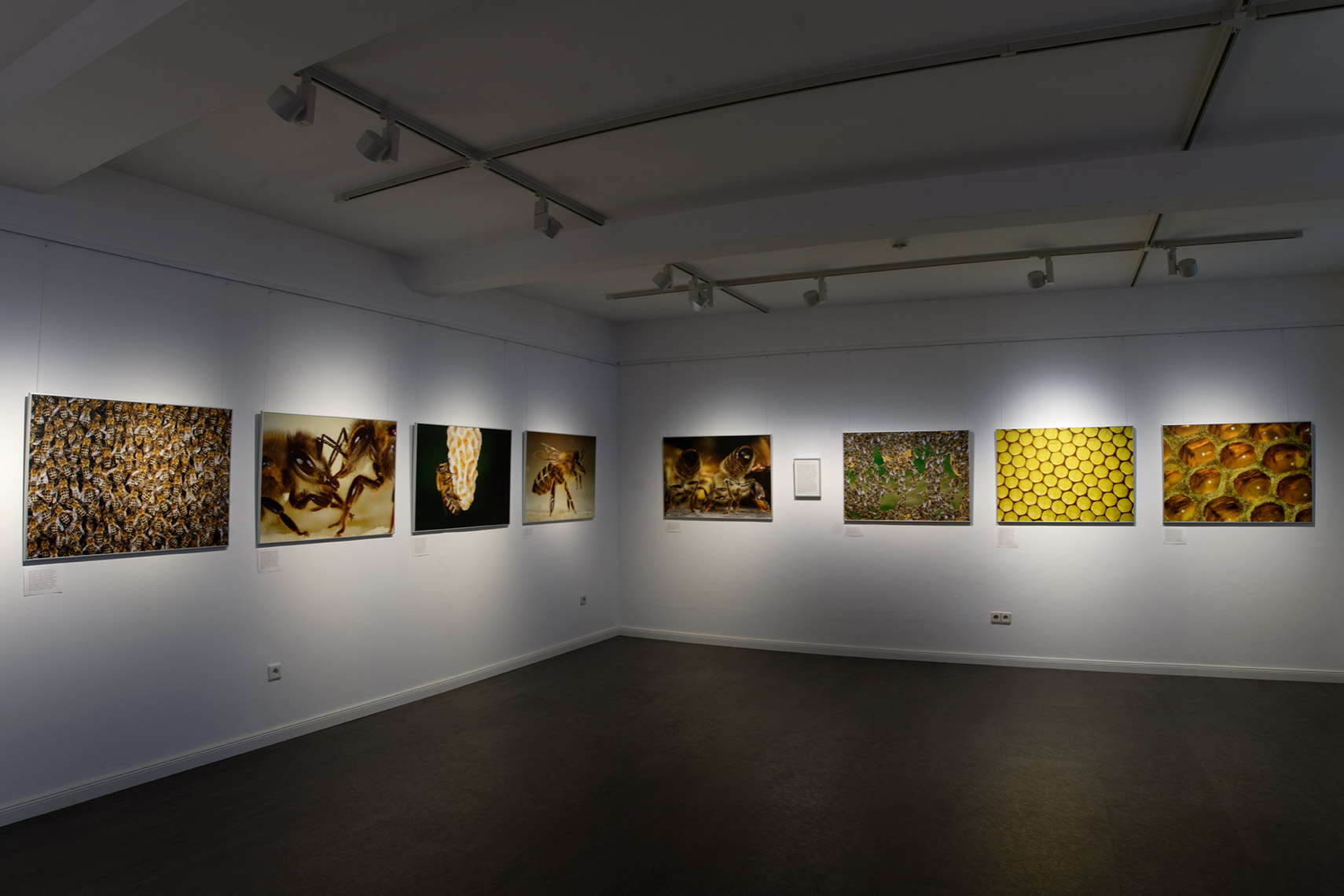 Bees_Exhibit_Eckernfoerde_1Z76806