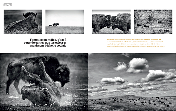 Bison_GEO_FR_03