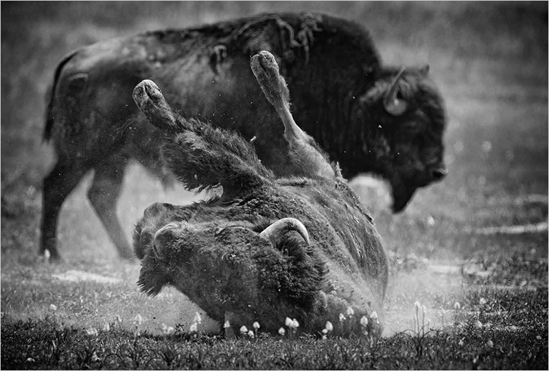 BuffaloBallad_SNOECKS_BE_06