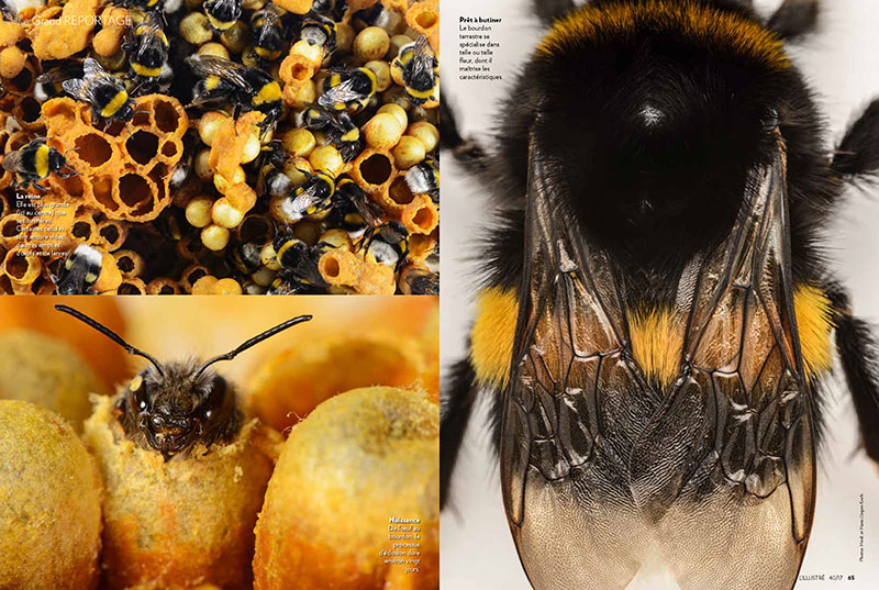 Bumblebees_ILLUSTRE_CH_02