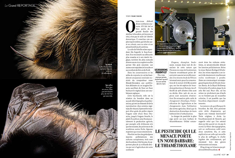 Bumblebees_ILLUSTRE_CH_04