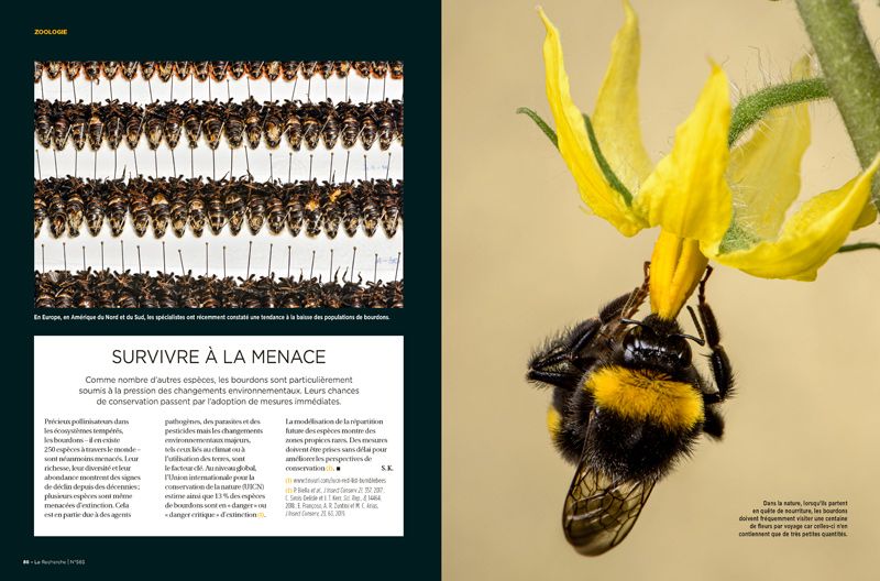 Bumblebees_LaRECHERCHE_FR_04