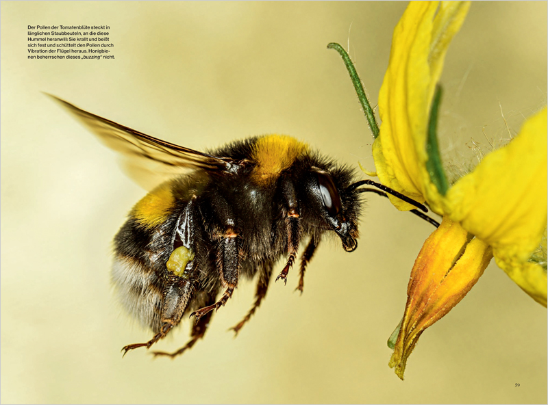 Bumblebees_NGM_DE_02