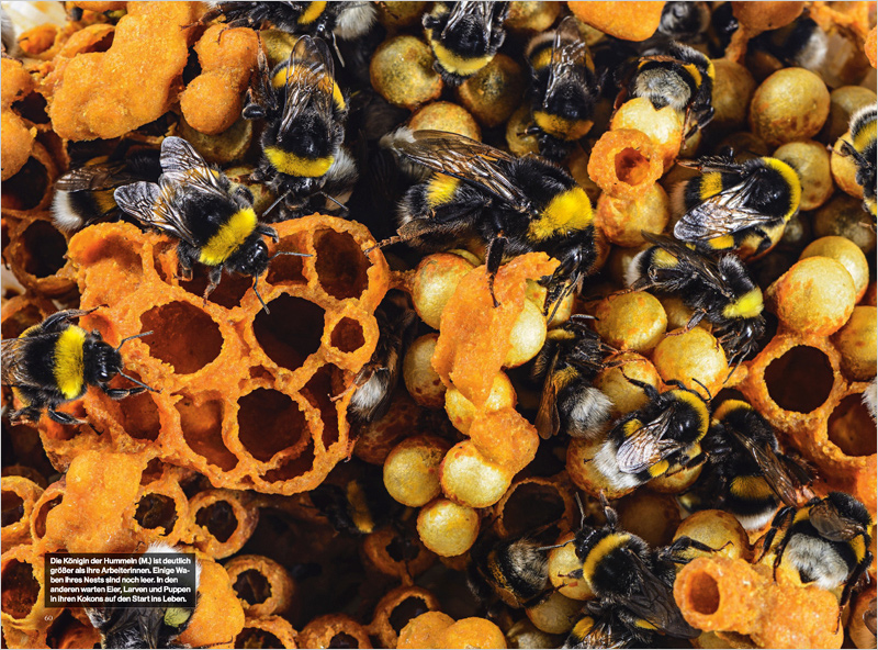 Bumblebees_NGM_DE_03