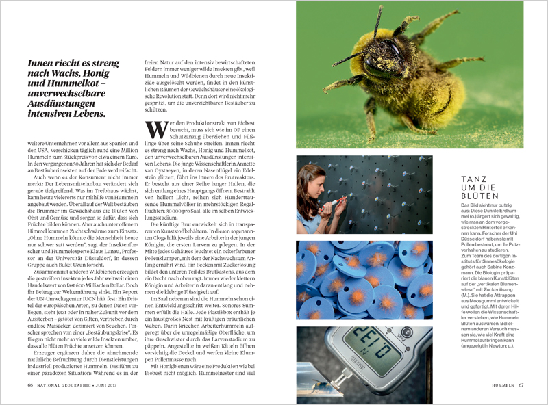 Bumblebees_NGM_DE_06