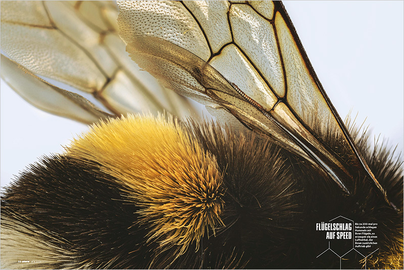 Bumblebees_STERN_DE_02