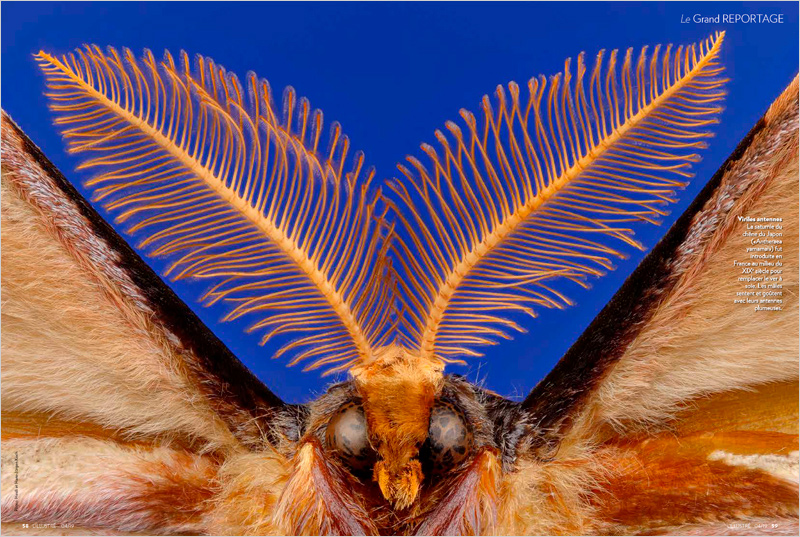 Butterflies_ILLUSTRE_CH_03