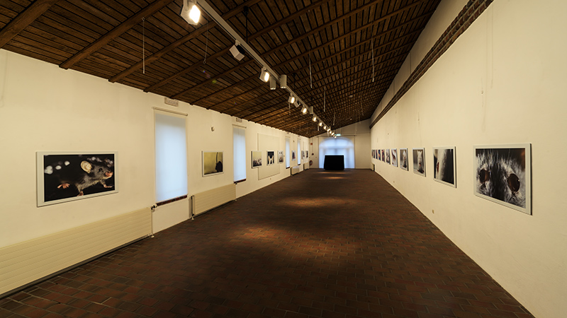 DankeMaus_Exhibit_Sinsteden_2022_1Z78222
