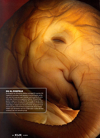 Embryos-Fetuses_KIJK_NL_04