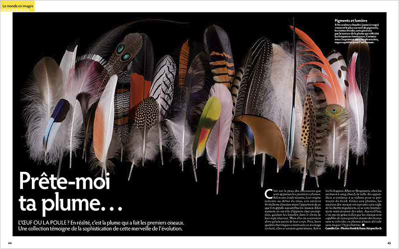Feathers_CAMNTERESSE_FR_01