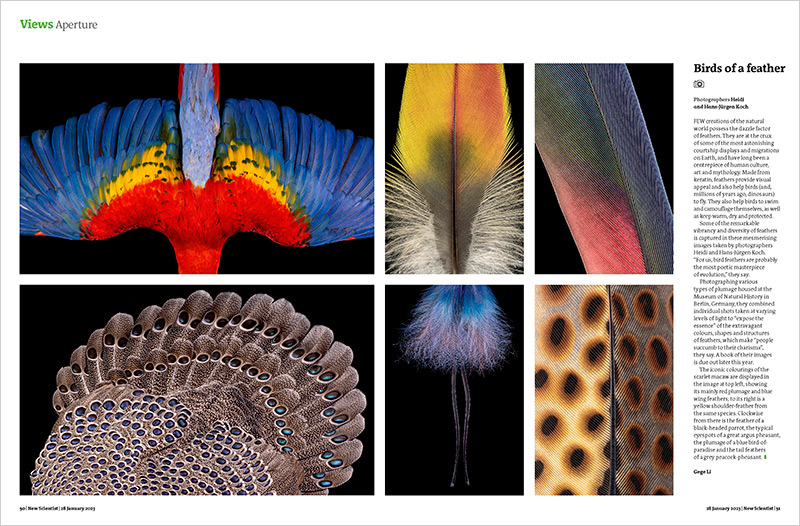 Feathers_NEWSCIENTIST_UK_800px