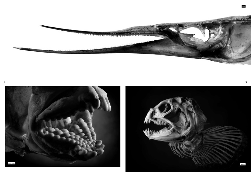 Fishskeleton_FOODINSPIRATIONMAGAZINE_NL_05