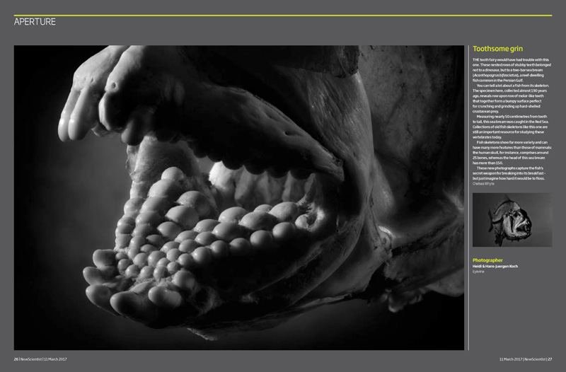 Fishskeletons_NEWSCIENTIST_UK