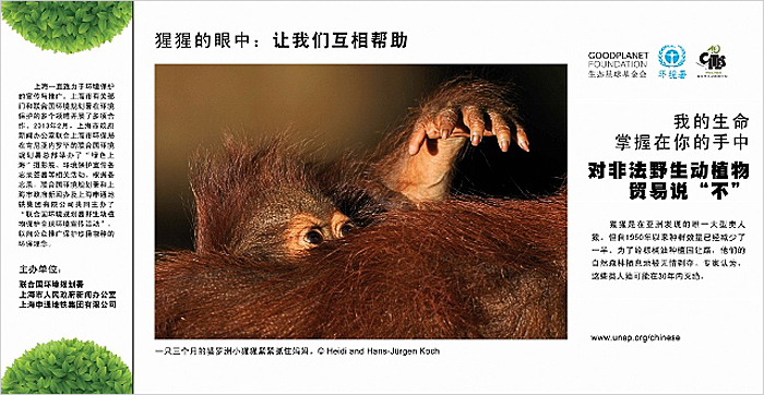 GreatApes_WildAndPrecious_Shanghai_01
