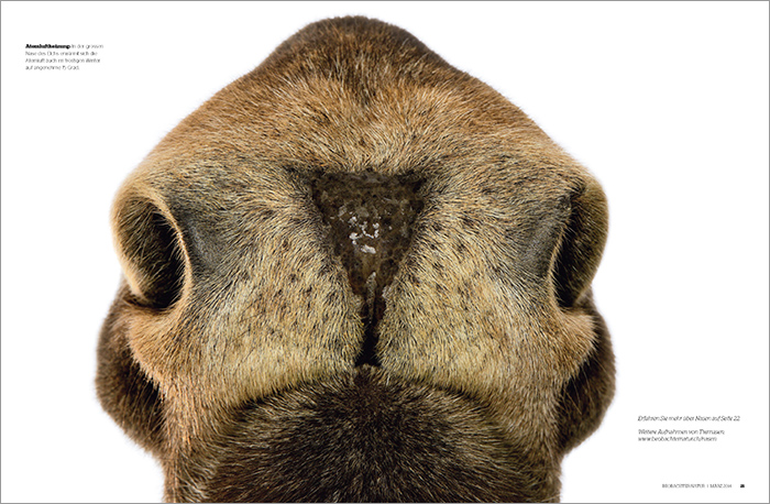 Noses_BEOBACHTER_NATUR_CH_04
