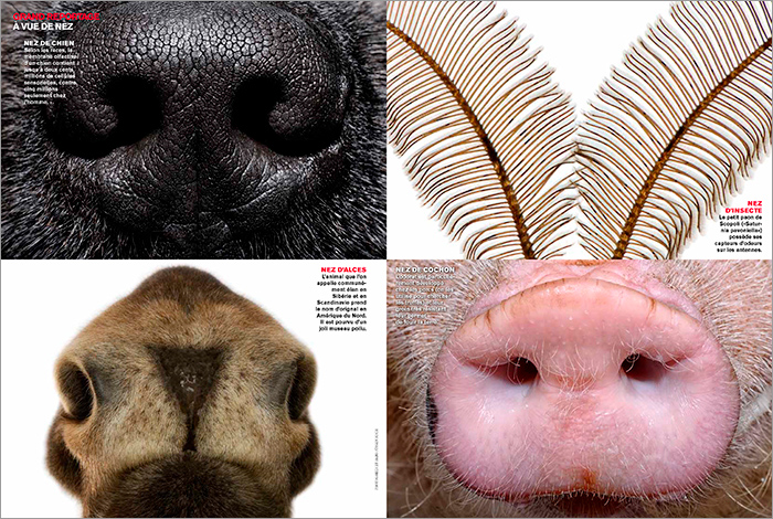 Noses_ILLUSTRE_CH_02