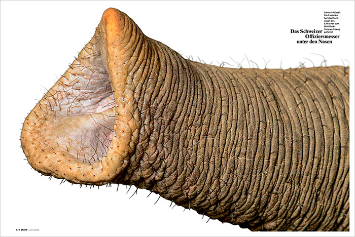 Noses_STERN_DE_04