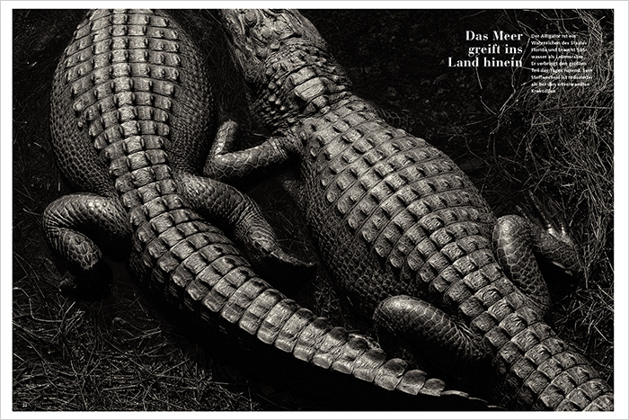 Swamp_Everglades_MARE_DE_06