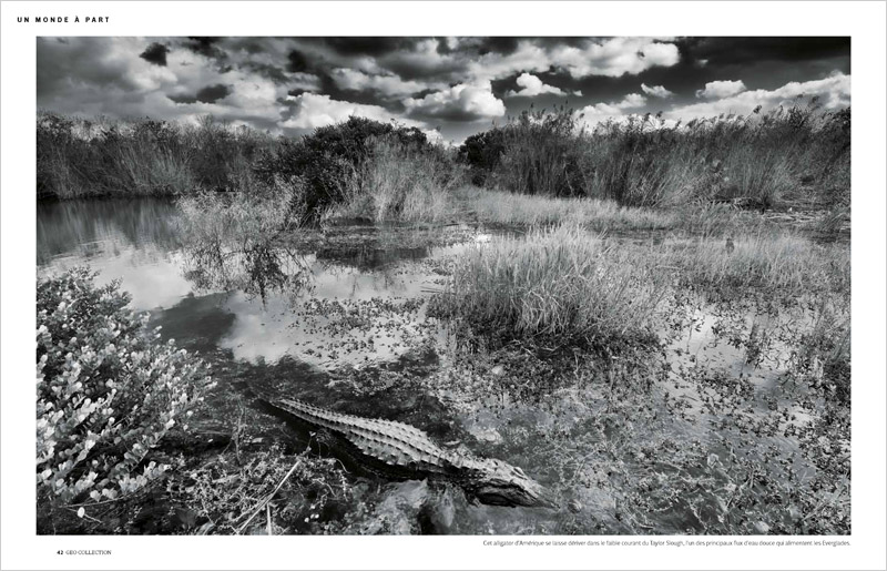 Swamp_GEO_COLLECTION_FR_02