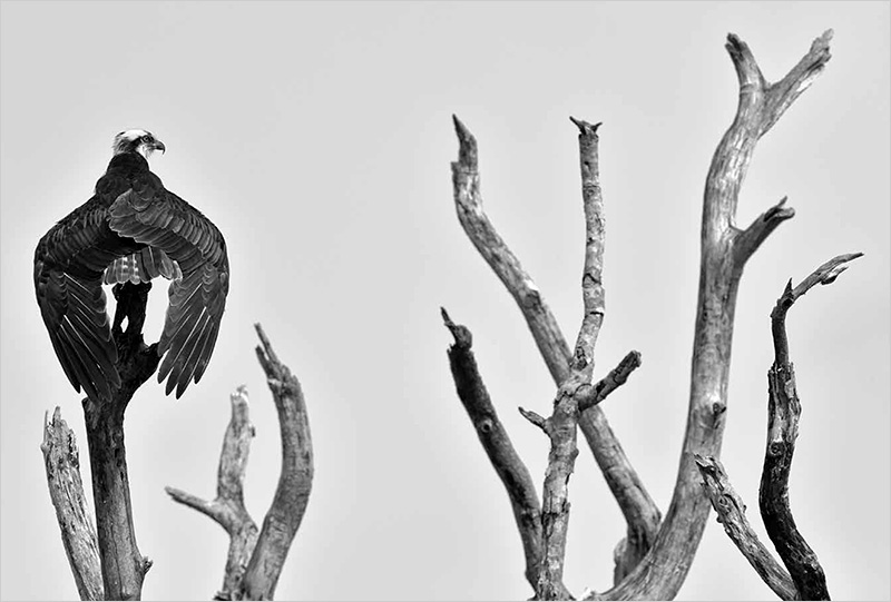 Swamp_SNOECKS_BE_07