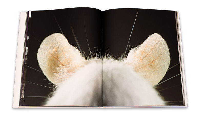 _8502765_crop_Tonwert_Maske_WeissSchatten